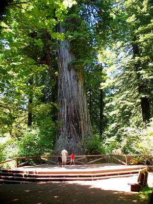 [The lower half of the tree with a man and two kids standing on the platform in front of the tree.]